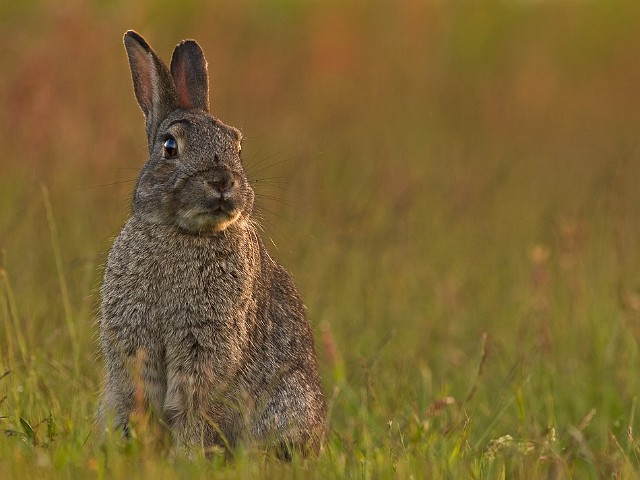 Wildkaninchen Oryctolagus cuniculus